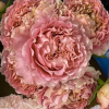 All four cherry blossoms Rose丨Flower Gardens