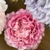 All four cherry blossoms Rose丨Flower Gardens