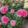 All four cherry blossoms Rose plant丨Flower Gardens