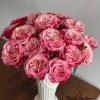 Alter ego Rose for sale丨Flower Gardens