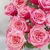 Alter ego Rose plant丨Flower Gardens