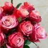 Alter ego Rose丨Flower Gardens