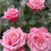 Alter ego Rose丨Flower Gardens