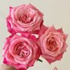 Alter ego Rose丨Flower Gardens