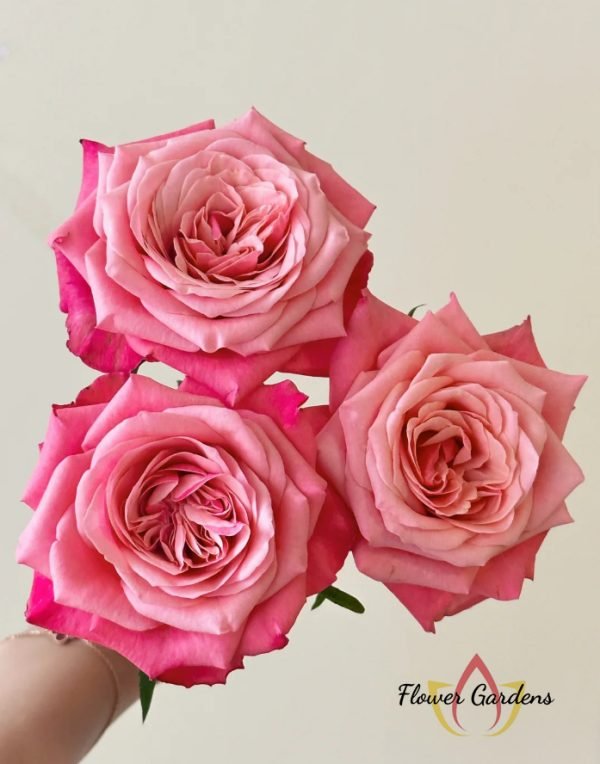 Alter ego Rose丨Flower Gardens