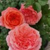 Amour de Molène Rose丨Flower Gardens