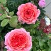 ADAruocal Rose plant丨Flower Gardens