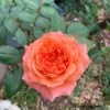 Amour de Molène Rose for sale丨Flower Gardens