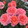Amour de Molène Rose plant丨Flower Gardens