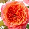 Amour de Molène Rose丨Flower Gardens