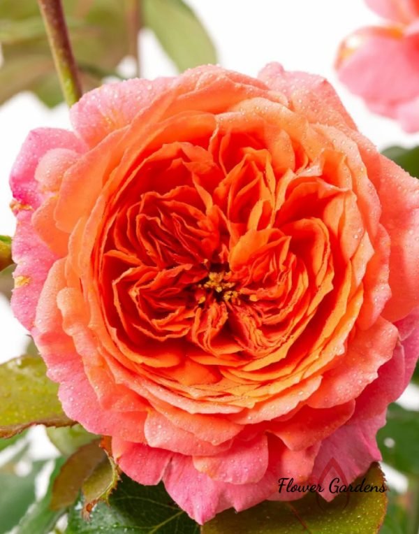 Amour de Molène Rose丨Flower Gardens