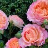 André Turcat Climbing Rose plant丨Flower Gardens