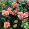 André Turcat Climbing Rose丨Flower Gardens