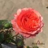 André Turcat Climbing Rose for sale丨Flower Gardens
