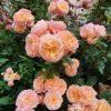 André Turcat Rose plant丨Flower Gardens