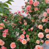 André Turcat Rose丨Flower Gardens