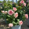 Anne-Sophie Pic Rose for sale丨Flower Gardens