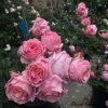 Anne-Sophie Pic Rose plant丨Flower Gardens