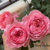 Anne-Sophie Pic Rose丨Flower Gardens