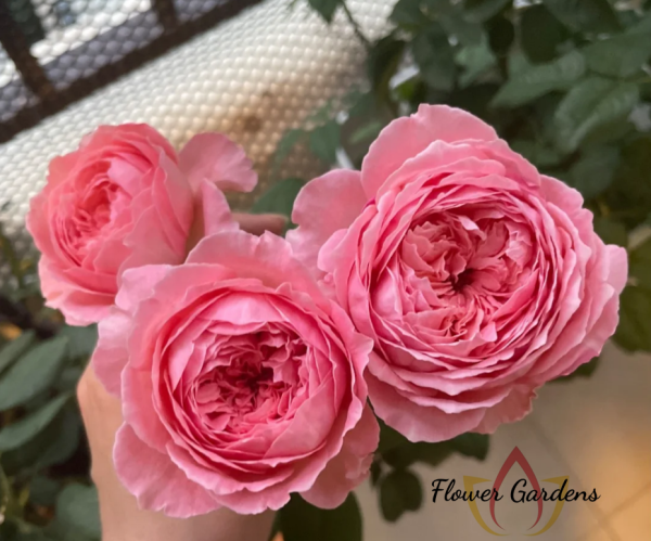 Anne-Sophie Pic Rose丨Flower Gardens