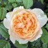 Apricot Cooler Rose丨Flower Gardens