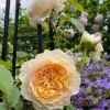 Apricot Cooler Rose for sale丨Flower Gardens