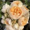 Apricot Cooler Rose丨Flower Gardens