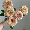 Beiley Rose for sale丨Flower Gardens