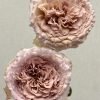 Beiley Rose plant丨Flower Gardens