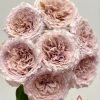 Beiley Rose丨Flower Gardens