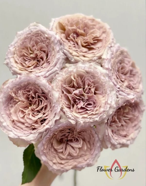 Beiley Rose丨Flower Gardens
