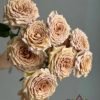 Beiley Rose丨Flower Gardens