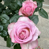 Blue Girl Rose for sale丨Flower Gardens