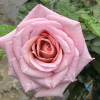 Blue Girl Rose丨Flower Gardens