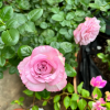 Blue Girl Rose丨Flower Gardens