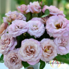 Blue Girl Rose Plant丨Flower Gardens