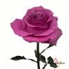 Breathless Rose plant丨Flower Gardens