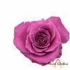 Breathless Rose for sale丨Flower Gardens