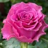 Breathless Rose丨Flower Gardens