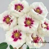 Brideside Rose丨Flower Gardens