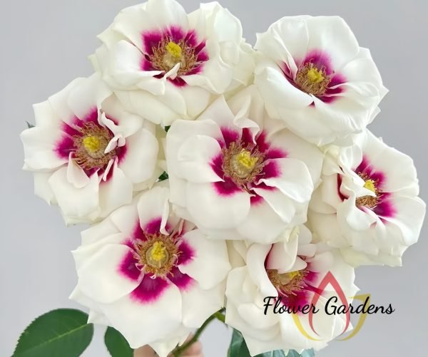 Brideside Rose丨Flower Gardens
