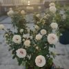 Brideside Rose丨Flower Gardens