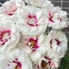 Brideside Roses丨Flower Gardens