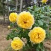 Chateau de Cheverny Rose palnt丨Flower Gardens