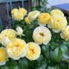Chateau de Cheverny Rose for sale丨Flower Gardens