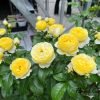 Chateau de Cheverny Rose丨Flower Gardens