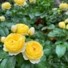 Chateau de Cheverny Rose丨Flower Gardens
