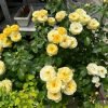 Chateau de Cheverny Roses丨Flower Gardens