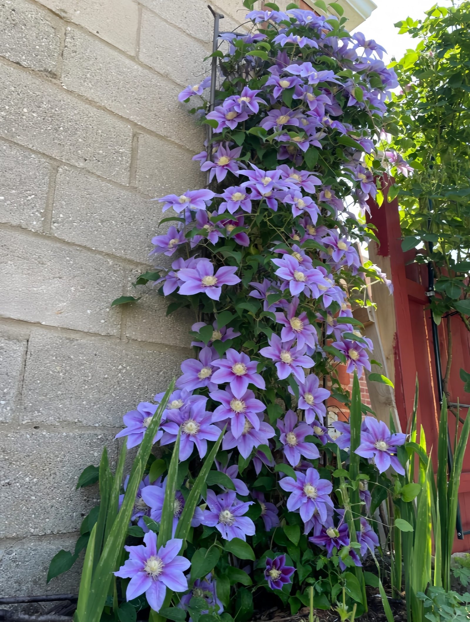 Clematis