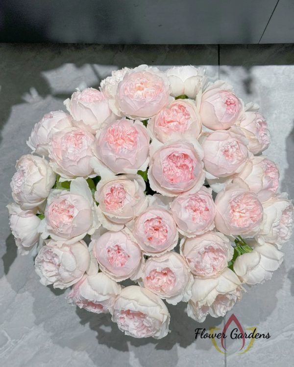 Cocotte Rose丨Flower Gardens